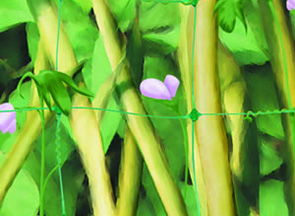 Plant Protection